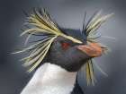 Moseleys penguin also called Northern Rockhopper penguin on Bleaker Island. Falkland Islands. Coastal Print